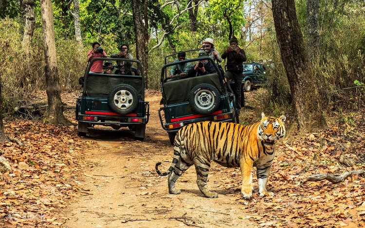 Jungle Safari near Valmiki Tiger Reserve