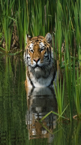 Experience eco-tourism at its finest with sustainable practices  near Valmiki Tiger Reserve