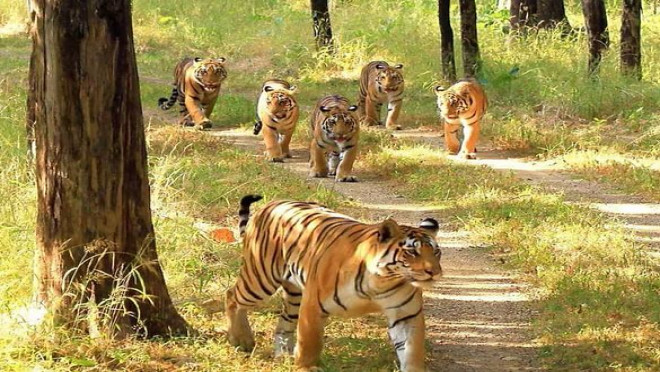 Home to the majestic Bengal tiger and diverse wildlife  near Valmiki Tiger Reserve